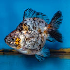 Calico Goldfish (click for more detail)