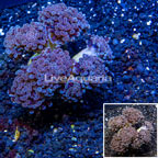 LiveAquaria® Cultured Hammer Coral (click for more detail)