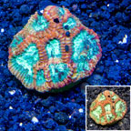 LiveAquaria® Cultured Favia Coral (click for more detail)