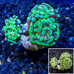LiveAquaria® Cultured Hammer Coral (click for more detail)