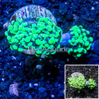 LiveAquaria® Cultured Hammer Coral (click for more detail)