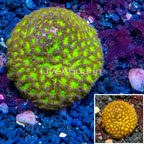 LiveAquaria® Cultured Leptastrea Coral (click for more detail)
