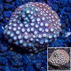 LiveAquaria® Cultured Cyphastrea Frag (click for more detail)