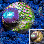 LiveAquaria® Cultured Blastomussa Coral (click for more detail)
