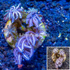 LiveAquaria® Cultured Anthelia Coral (click for more detail)