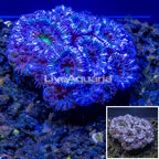 LiveAquaria® Cultured Acan Lord Coral (click for more detail)