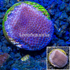 LiveAquaria® Cultured Montipora Coral (click for more detail)