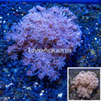 LiveAquaria® Cultured Xenia Coral (click for more detail)