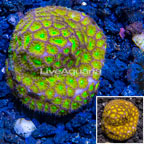 LiveAquaria® Cultured Leptastrea Coral (click for more detail)