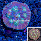 LiveAquaria® Cultured Ultra Chalice Coral (click for more detail)