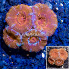 LiveAquaria® Cultured Acan Lord Coral (click for more detail)