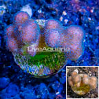 LiveAquaria® Cultured Stylophora Coral (click for more detail)