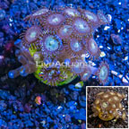 LiveAquaria® Cultured Zoanthus Coral (click for more detail)