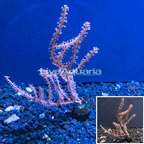 LiveAquaria® Cultured Purple Sea Whip (click for more detail)