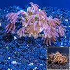 LiveAquaria® Cultured Anthelia Coral (click for more detail)