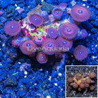 LiveAquaria® Cultured Zoanthus Coral (click for more detail)