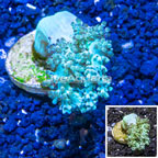 LiveAquaria® Cultured Pineapple Tree Coral (click for more detail)