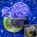 LiveAquaria® Cultured Hammer Coral (click for more detail)