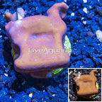 LiveAquaria® Cultured Blue Ridge Coral (click for more detail)