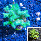 LiveAquaria® Cultured Birdsnest Coral (click for more detail)