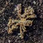 Decorator Crab (click for more detail)