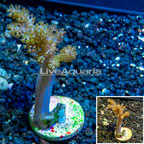 LiveAquaria® Cultured Pineapple Tree Coral (click for more detail)