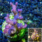 LiveAquaria® Cultured Pocillopora Coral (click for more detail)