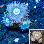 LiveAquaria® Cultured Ultra Duncan Coral (click for more detail)