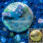 LiveAquaria® Cultured Acropora Coral (click for more detail)