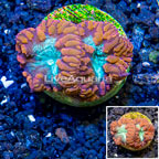 LiveAquaria® Cultured Blastomussa Coral (click for more detail)