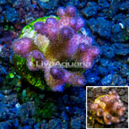 LiveAquaria® Cultured Pocillopora Coral (click for more detail)