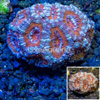 LiveAquaria® Cultured Acan Lord Coral (click for more detail)