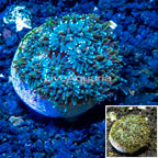 LiveAquaria® Cultured Galaxea Coral (click for more detail)