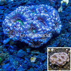 LiveAquaria® Cultured Acan Lord Coral (click for more detail)