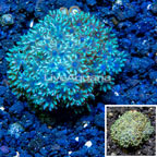 LiveAquaria® Cultured Sympodium Polyps (click for more detail)