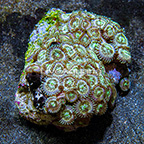 Ultra Green Galaxy Colony Polyp Rock Zoanthus Indonesia IM (click for more detail)