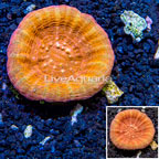 Scolymia Coral Australia (click for more detail)