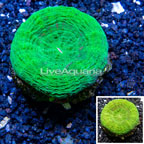 Scolymia Coral Australia (click for more detail)