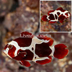 Peacekeeper Maroon Clownfish (Blemish) (click for more detail)