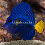 Purple Tang (click for more detail)