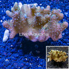 Devil's Hand Leather Coral Indonesia (click for more detail)