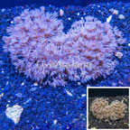 Xenia Coral Indonesia (click for more detail)