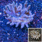 Sinularia Leather Coral Vietnam (click for more detail)