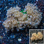 Xenia Coral Indonesia (click for more detail)