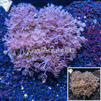 Xenia Coral Indonesia (click for more detail)