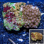 Zoanthus Coral Vietnam (click for more detail)