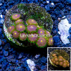 Zoanthus Coral Indonesia (click for more detail)