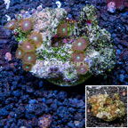 Zoanthus Coral Indonesia (click for more detail)