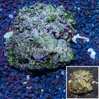 Mushroom Coral Vietnam (click for more detail)