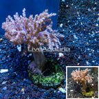 Pineapple Tree Coral Indonesia (click for more detail)